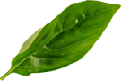 leaf 1